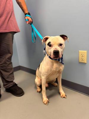 Chipotle, Terrier, adult, available for adoption