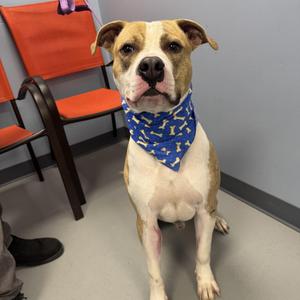 Atlas, Terrier, adult, available for adoption