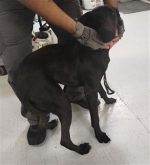 ANGEL, Labrador Retriever Mix, young, available for adoption