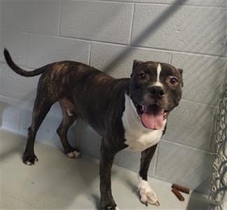 A brown and white dog with a black muzzle standing in a tiled room, its tongue out and tail up.