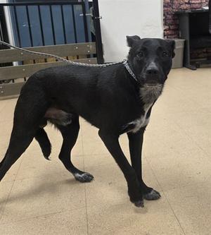 BIEN, Queensland Heeler Mix, young, available for adoption