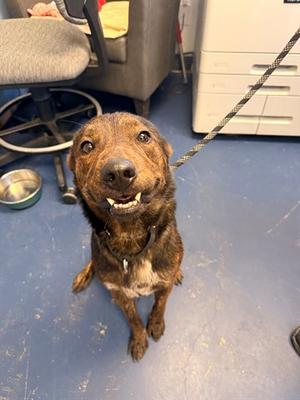 HUNTER, Dutch Shepherd Mix, adult, available for adoption