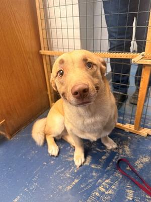 BART, Chihuahua - Smooth Coated and Welsh Corgi - Pembroke, young, available for adoption