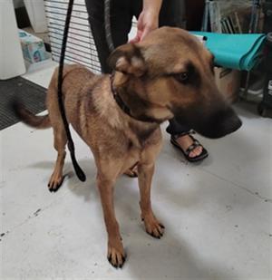 MILTON, German Shepherd Dog Mix, young, available for adoption