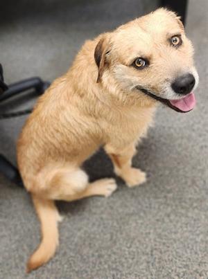 MICHAEL, Scottish Terrier Mix, adult, available for adoption