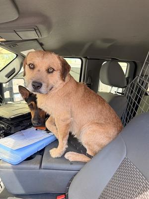MICHAEL, Scottish Terrier Mix, adult, available for adoption