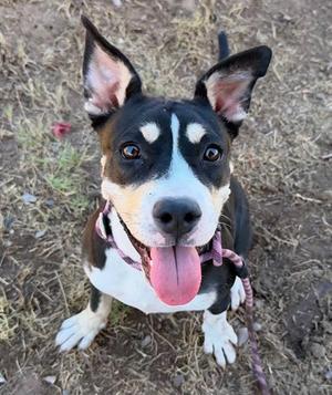 BRILEY, Pit Bull Terrier, young, available for adoption