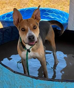 BLOSSOM, Bull Terrier and Staffordshire Bull Terrier, young, available for adoption