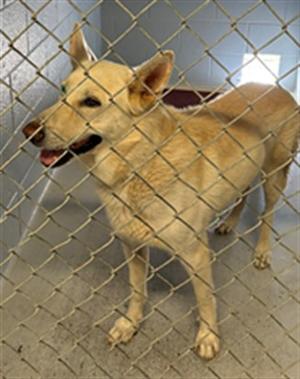 A light-colored dog standing behind a chain-link fence, looking to the left with its mouth open and tongue out.