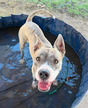 PENNY, Pit Bull Terrier, young, available for adoption