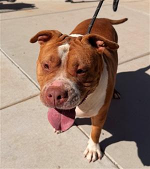 MAMMAS, Pit Bull Terrier, adult, available for adoption