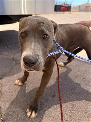 DUSTY, American Staffordshire Terrier, young, available for adoption