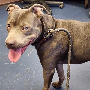 MIDNIGHT, Pit Bull Terrier, young, available for adoption