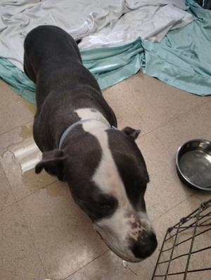 A black and white dog lying on a tiled floor, with a metal bowl and a green blanket nearby.