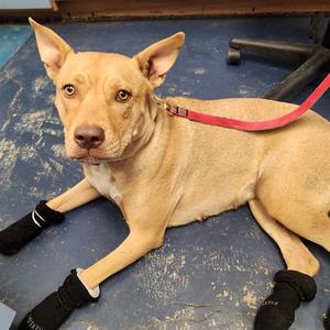 CINNAMON, Pit Bull Terrier, adult, available for adoption