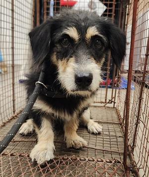 JACK, Schnauzer - Standard Mix, adult, available for adoption