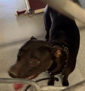 BELLA, Pit Bull Terrier Mix, young, available for adoption