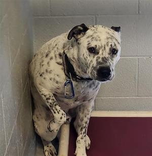 A spotted dog with a black collar and a blue tag, standing in a corner with a red floor and a gray wall.