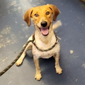 LADY, Pointer Mix, young, available for adoption