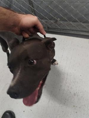 LADY BUG, Labrador Retriever Mix, young, available for adoption