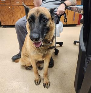 GRIFF, Belgian Malinois, senior, available for adoption
