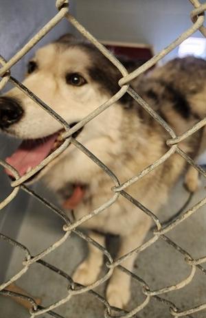 A dog with a white and gray coat is seen behind a chain-link fence, its mouth open and tongue out, appearing to be panting or happy.