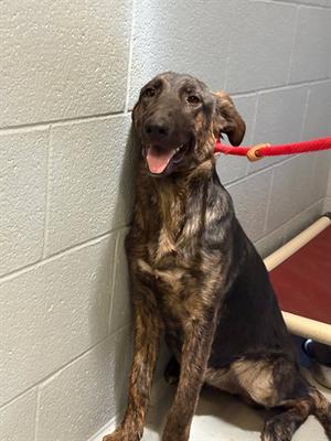 GRACEY, Dutch Shepherd, young, available for adoption