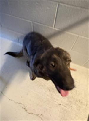STELLA, Dutch Shepherd, young, available for adoption