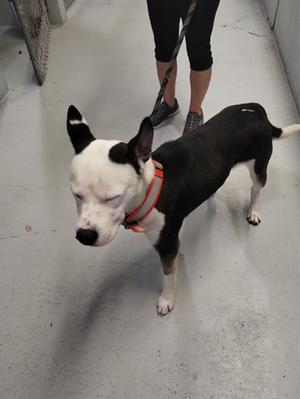A black and white dog with a collar and leash stands on a gray floor while a person holds the leash.