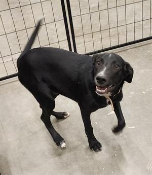 NIBBLES, Labrador Retriever, young, available for adoption