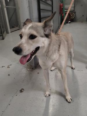 A light-colored dog with pointed ears and a pink tongue sticking out, standing on a concrete floor.