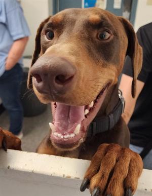 DOBIE, Doberman Pinscher, adult, available for adoption