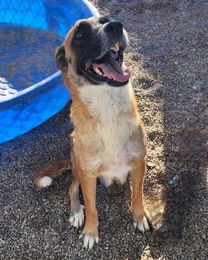 BINDI, Australian Cattle Dog Mix, adult, available for adoption