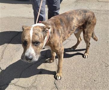 A brindle-colored dog with a white stripe on its face, standing on a paved surface. The dog is wearing a collar and is being held by a leash. The dog appears to be looking towards the camera.