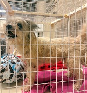 CHEWEY, Maltese Mix, senior, available for adoption