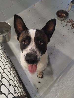A black and white dog looking up at the camera with its tongue hanging out while sitting in a kennel.