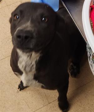 DESTINY, Labrador Retriever Mix, adult, available for adoption