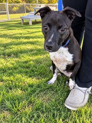 POPPY, Labrador Retriever Mix, puppy, available for adoption