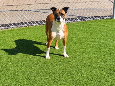 COCO, Pit Bull Terrier, adult, available for adoption