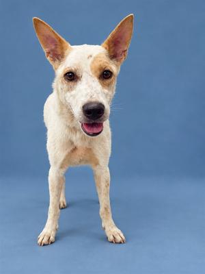 a white dog with brown patches standing on a blue background