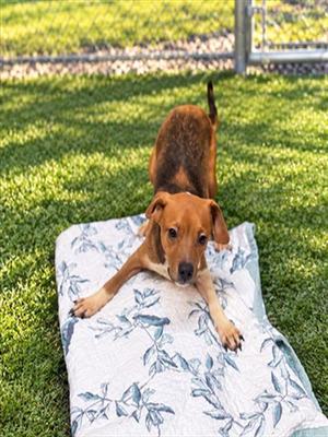 LEO, Beagle, young, available for adoption