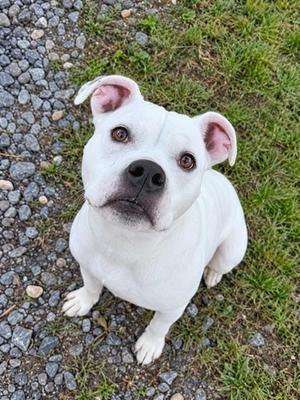 SASSY, American Pit Bull Terrier, senior, available for adoption