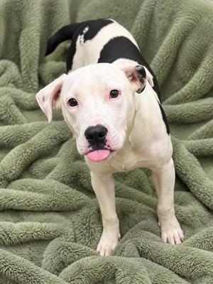 A black and white dog standing on a green blanket, looking at the camera with its tongue out.