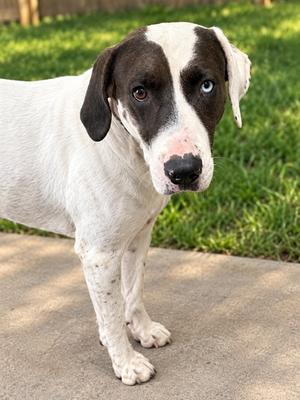 OGLIE, Catahoula Leopard Hound and Mastiff, adult, available for adoption