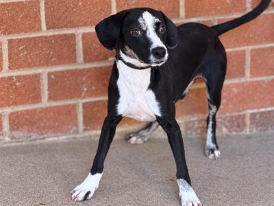 BAXTER, Catahoula Leopard Hound, puppy, available for adoption