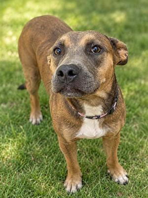 A brown and white dog standing on grass, looking up with a curious expression.