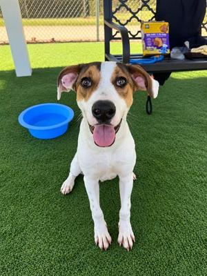 FRANKLIN, Labrador Retriever Mix, young, available for adoption