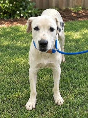 A018448, Mastiff, young, available for adoption