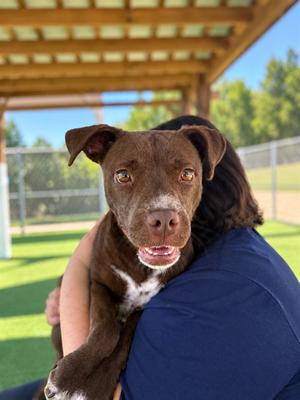 NACHO, Labrador Retriever and American Pit Bull Terrier, young, available for adoption