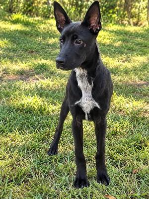 RUSTY, Labrador Retriever and American Pit Bull Terrier, young, available for adoption